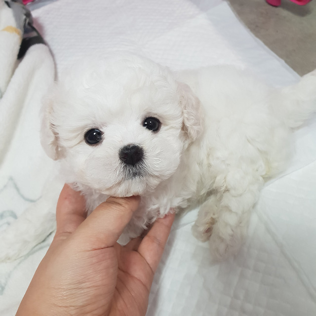 비숑 이미지